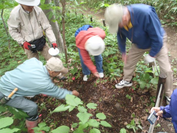 2016年6月16日稲穂ひだまり公園保全作業5