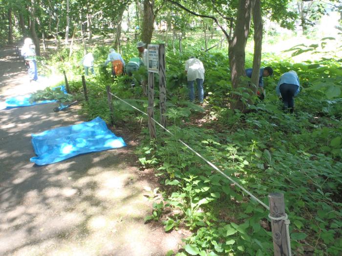 富丘西公園昨年度保全作業の様子2