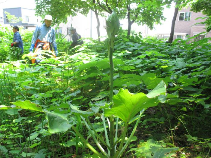 富丘西公園保全作業の様子3