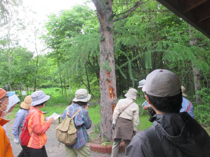 富丘西公園自然観察会4