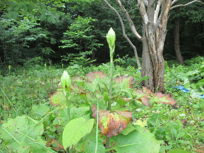 平成30年7月6日富丘西公園作業講習会5