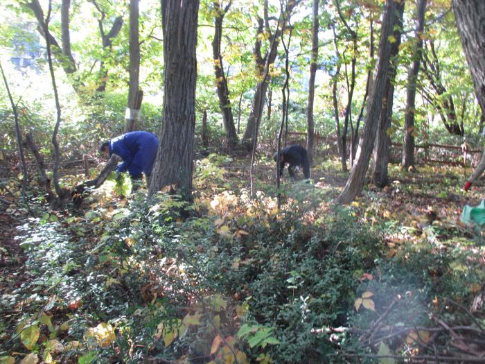 平成30年度稲穂ひだまり公園秋の大掃除の様子4