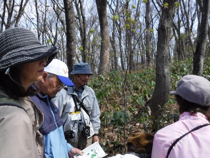 平成31年年度稲穂ひだまり公園自然観察会3