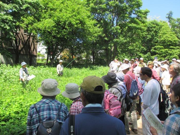 令和元年度富丘西公園自然観察会4