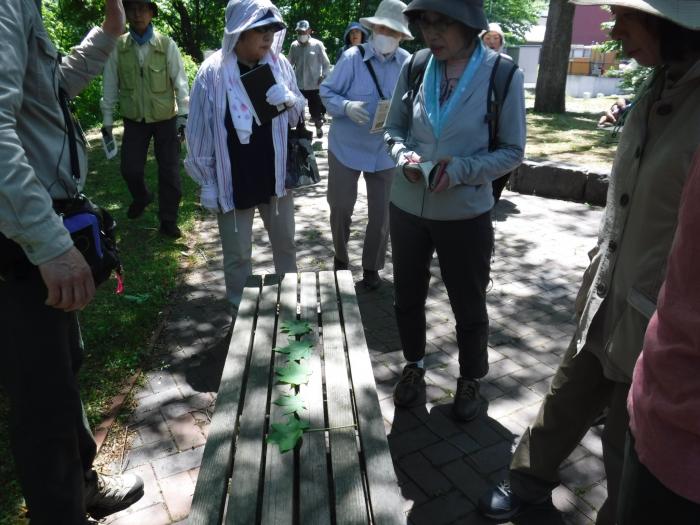 令和元年度富丘西公園自然観察会7