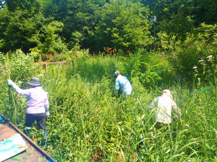 2019年度富丘西公園保全作業4