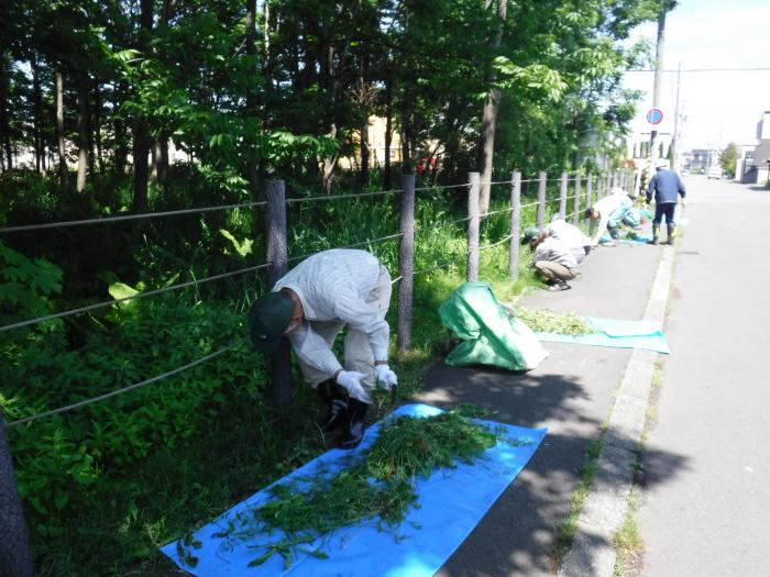 2019年度星置緑地保全活動1回目3