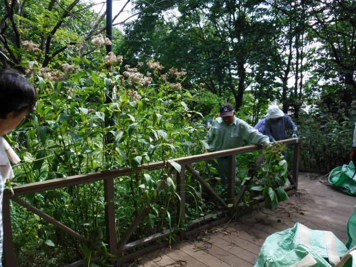 令和元年9月富丘西公園保全活動の様子5