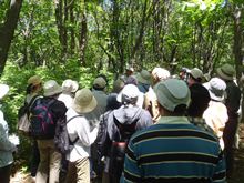 平成26年6月1日自然観察会3