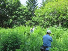 7月3日保全作業オオヨモギ抜き取り