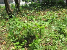 7月3日保全作業開花準備中のオオウバユリ