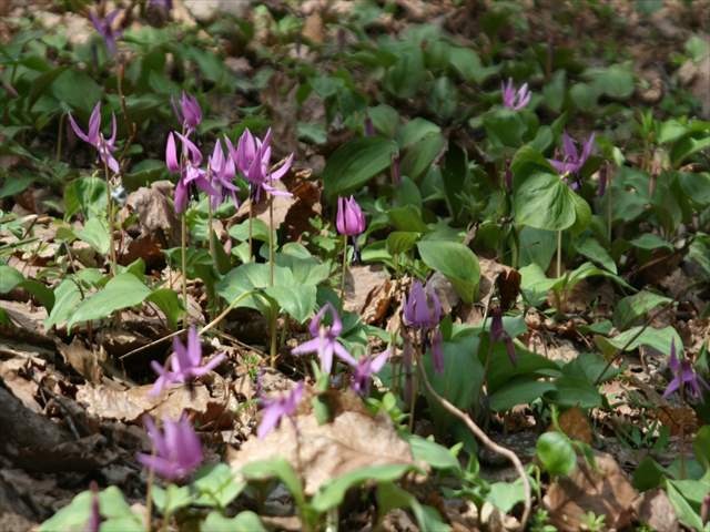 令和7年4月22日稲穂ひだまり公園カタクリ開花状況2