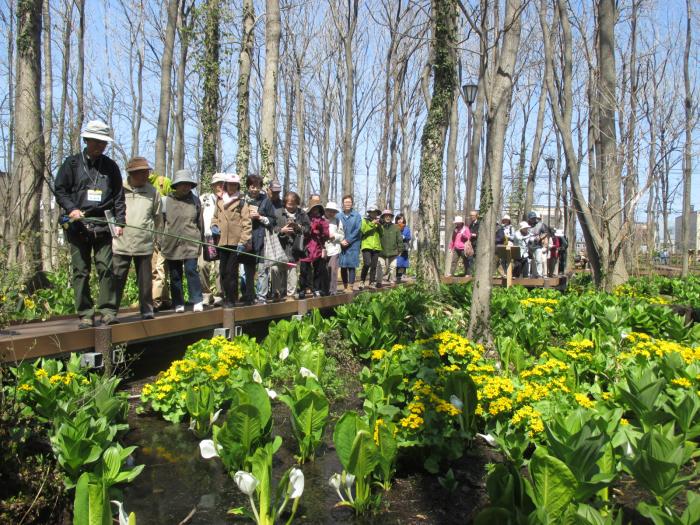 平成31年度星置緑地自然観察会3
