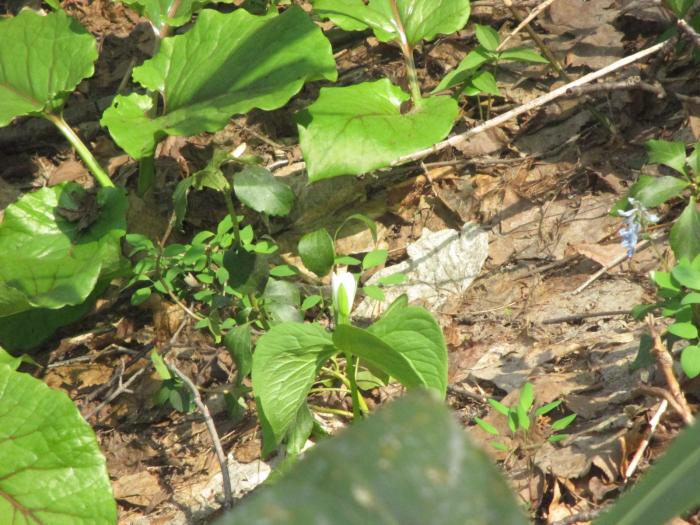 稲穂ひだまり公園自然観察会の様子7