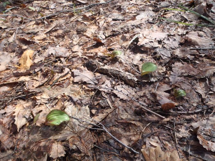 稲穂ひだまり公園1
