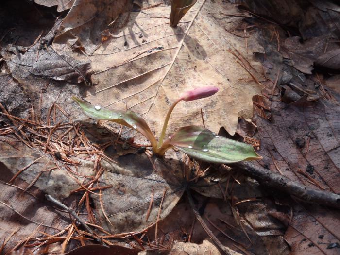 稲穂ひだまり公園2