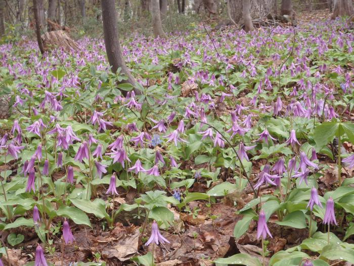 稲穂ひだまり公園1
