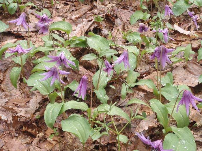 稲穂ひだまり公園2