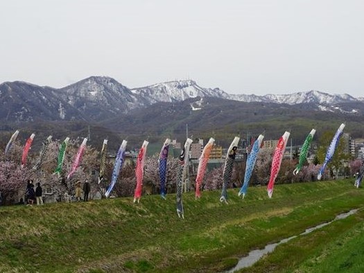 写真：手稲山とこいのぼり