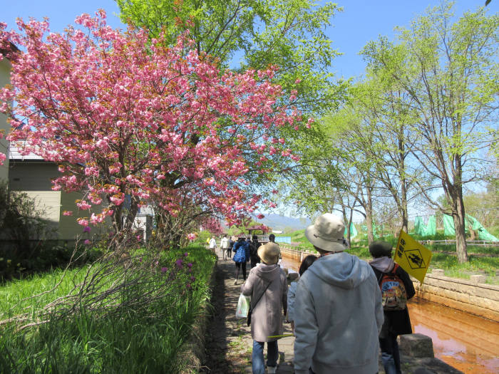 山口運河で八重桜を見ながら