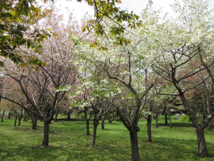 御衣黄桜と八重桜