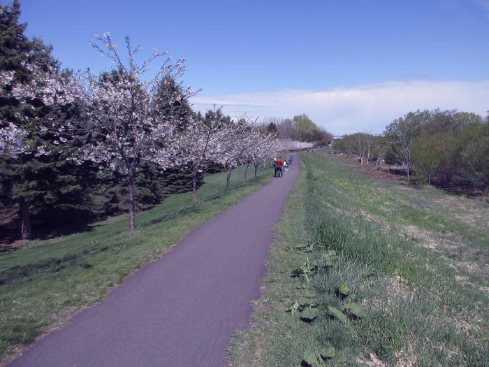 堤防の桜