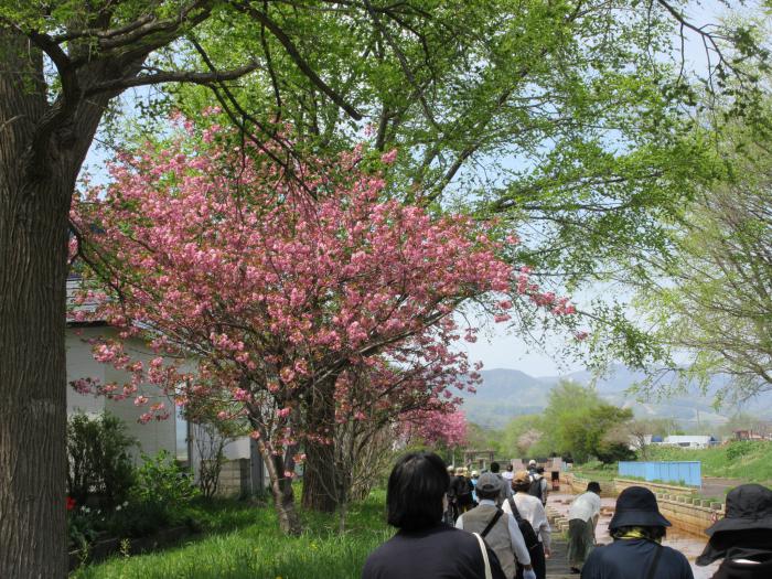 桜もありました