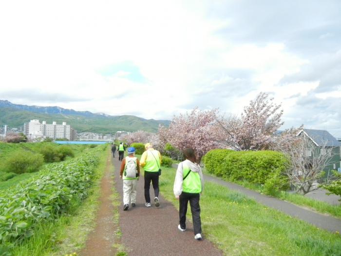 桜並木を楽しみながらウォーキングする参加者の写真