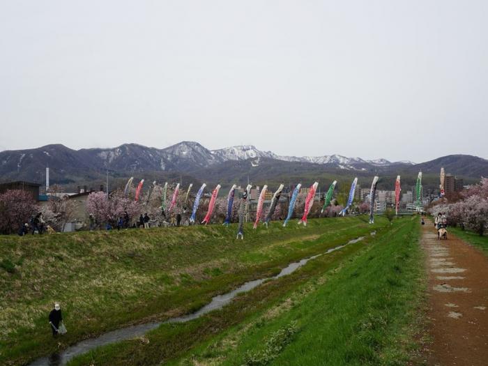 桜並木を泳ぐこいのぼり