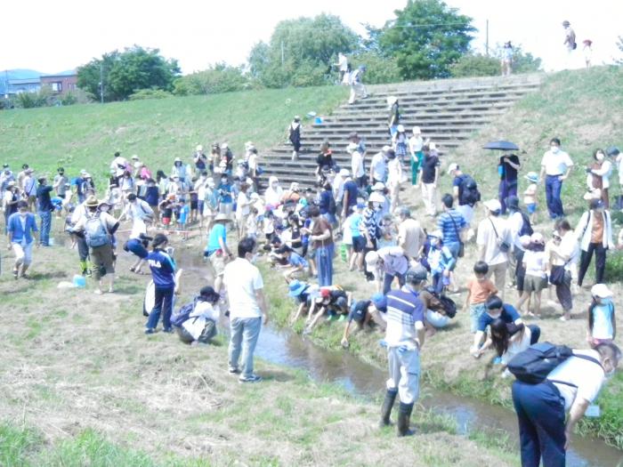 軽川魚の放流の様子1