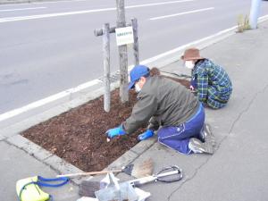 丁寧にチューリップの球根を植えている写真