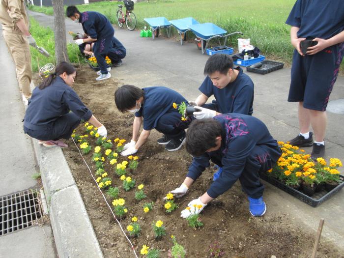 マリーゴールドを植えている写真