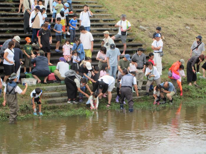 軽川に魚を放流している写真