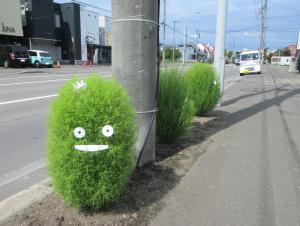 コキアの写真