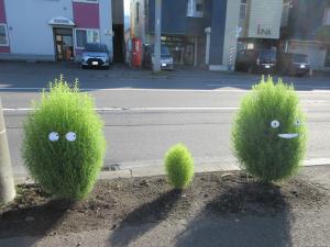 コキアの写真