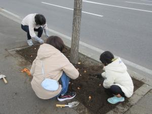 丁寧にチューリップの球根を植えている写真