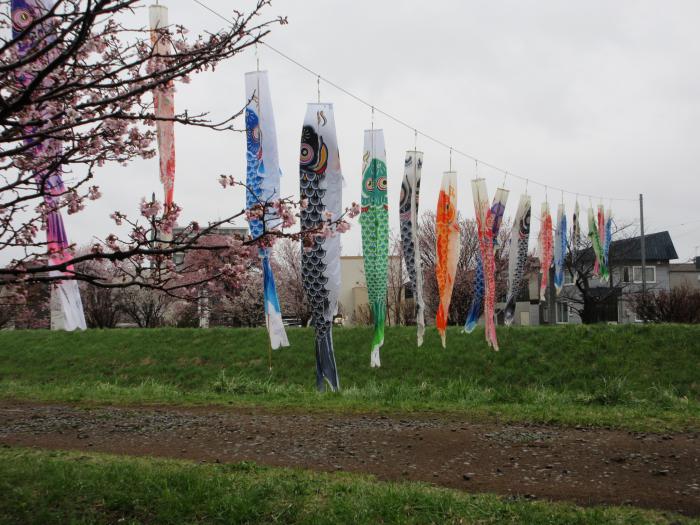 軽川のこいのぼりと桜