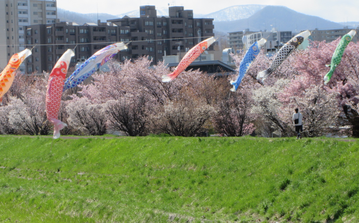 軽川の桜並木とこいのぼり