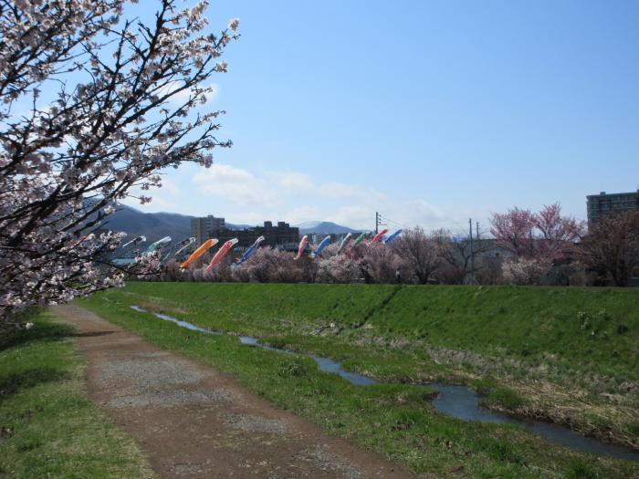 軽川の桜とこいのぼり