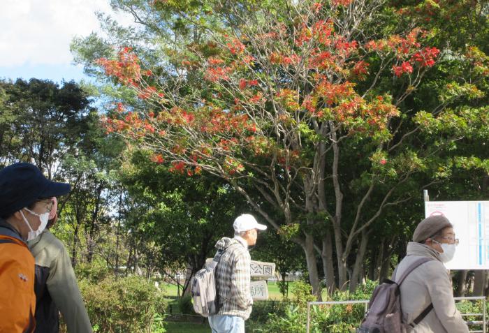 紅葉の中の散策