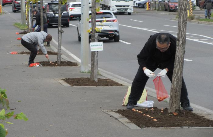 チューリップの球根植え