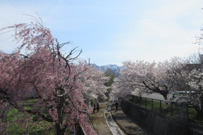 旧軽川桜並木