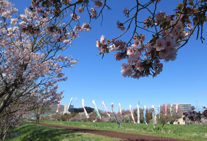 軽川の桜並木とこいのぼり