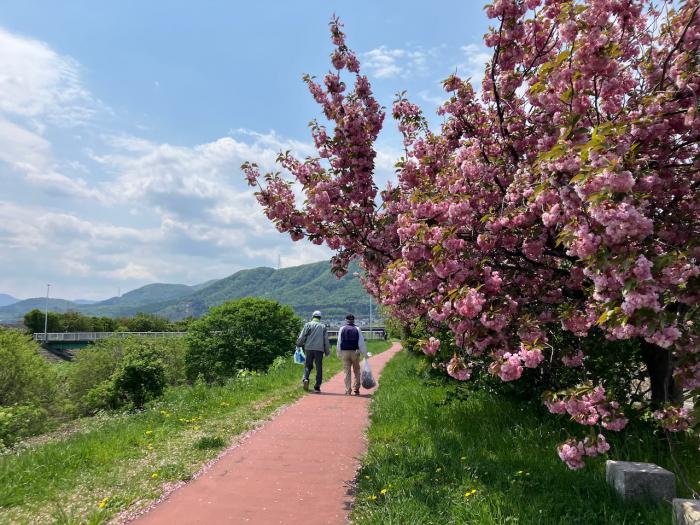 中の川の桜