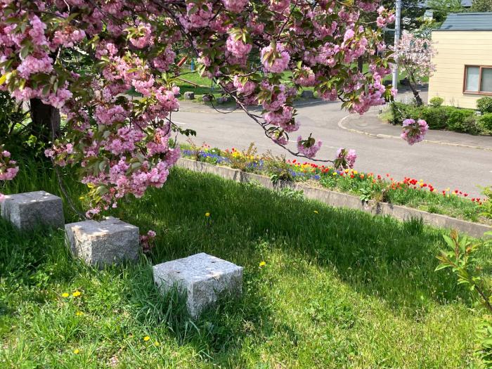 中の川の桜とチューリップ