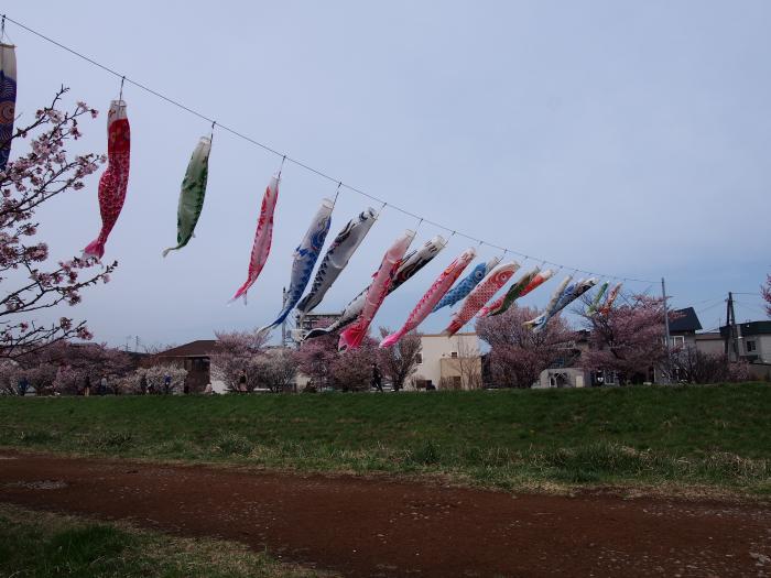 満開の桜を背景に泳ぐこいのぼり