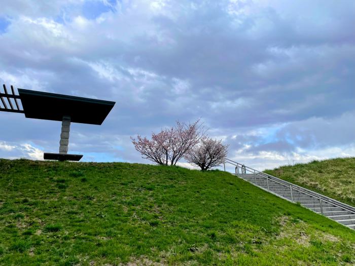 中の川桜2