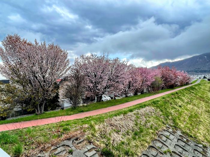 中の川桜3