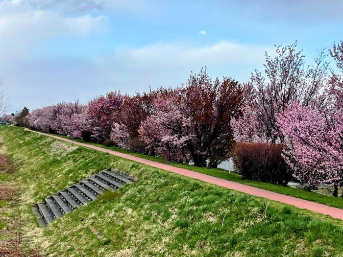 中の川桜1