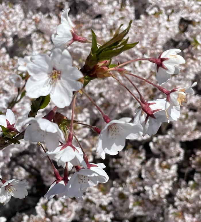 地区セン桜3